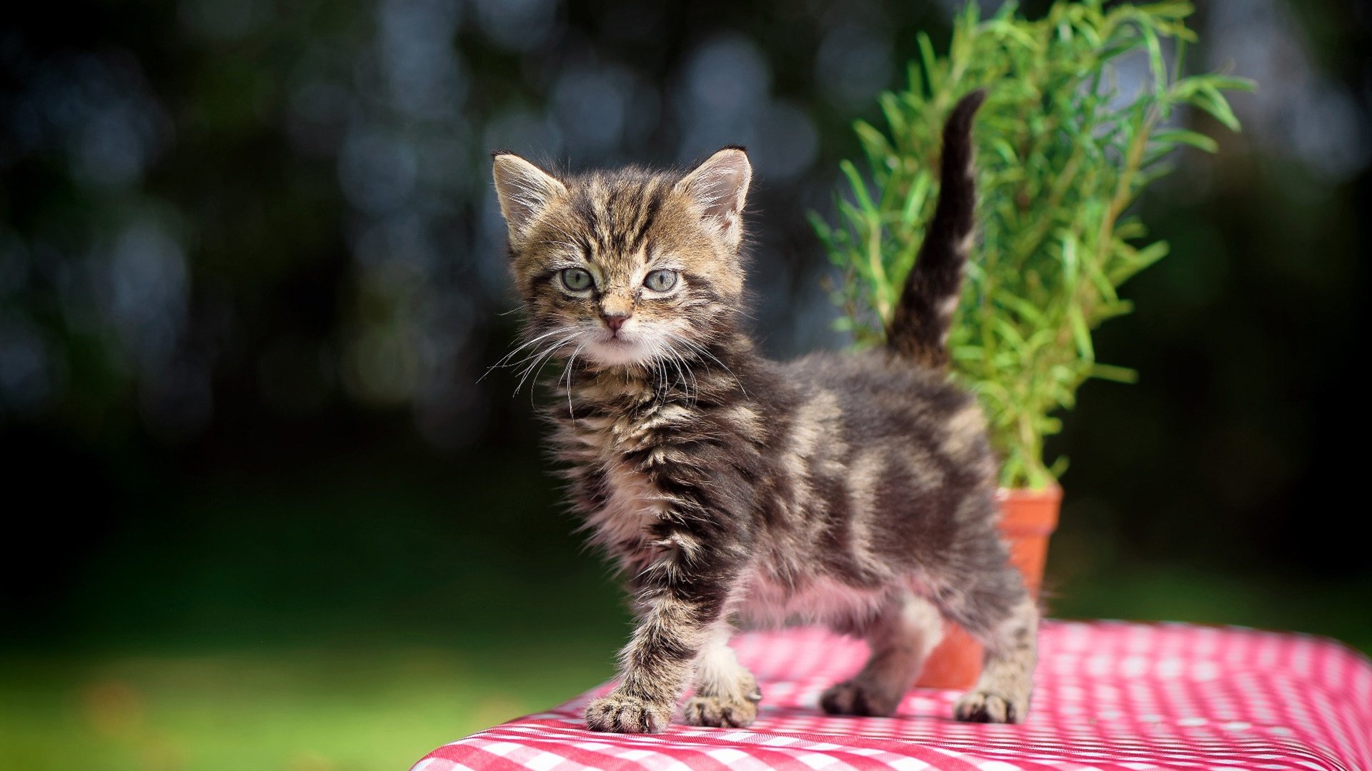 巨轮倾覆之夜，当掘金遇上燎原山火，范弗利特加冕硬仗之王