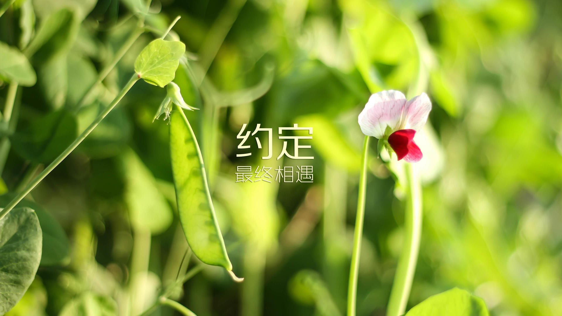 奇迹之光与冷门之夜，厄德高扛起全队时，埃及正用爆冷提醒利物浦