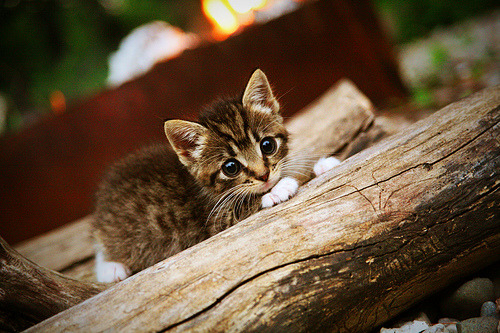 当瑞士钟表匠遇见沙漠火焰，赖斯用精密齿轮驱动胜利引擎