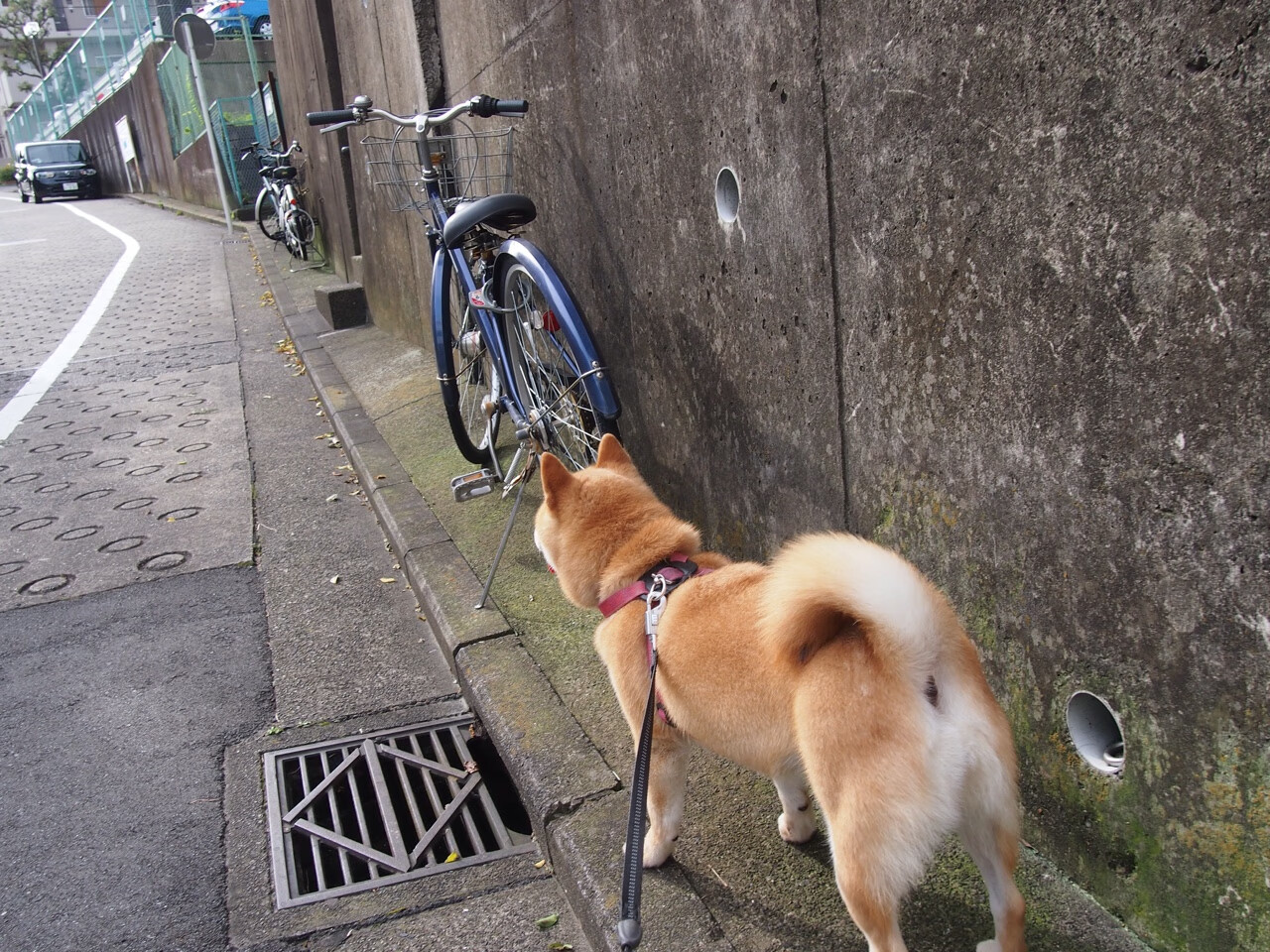 王车易位，武切维奇末节封王之战