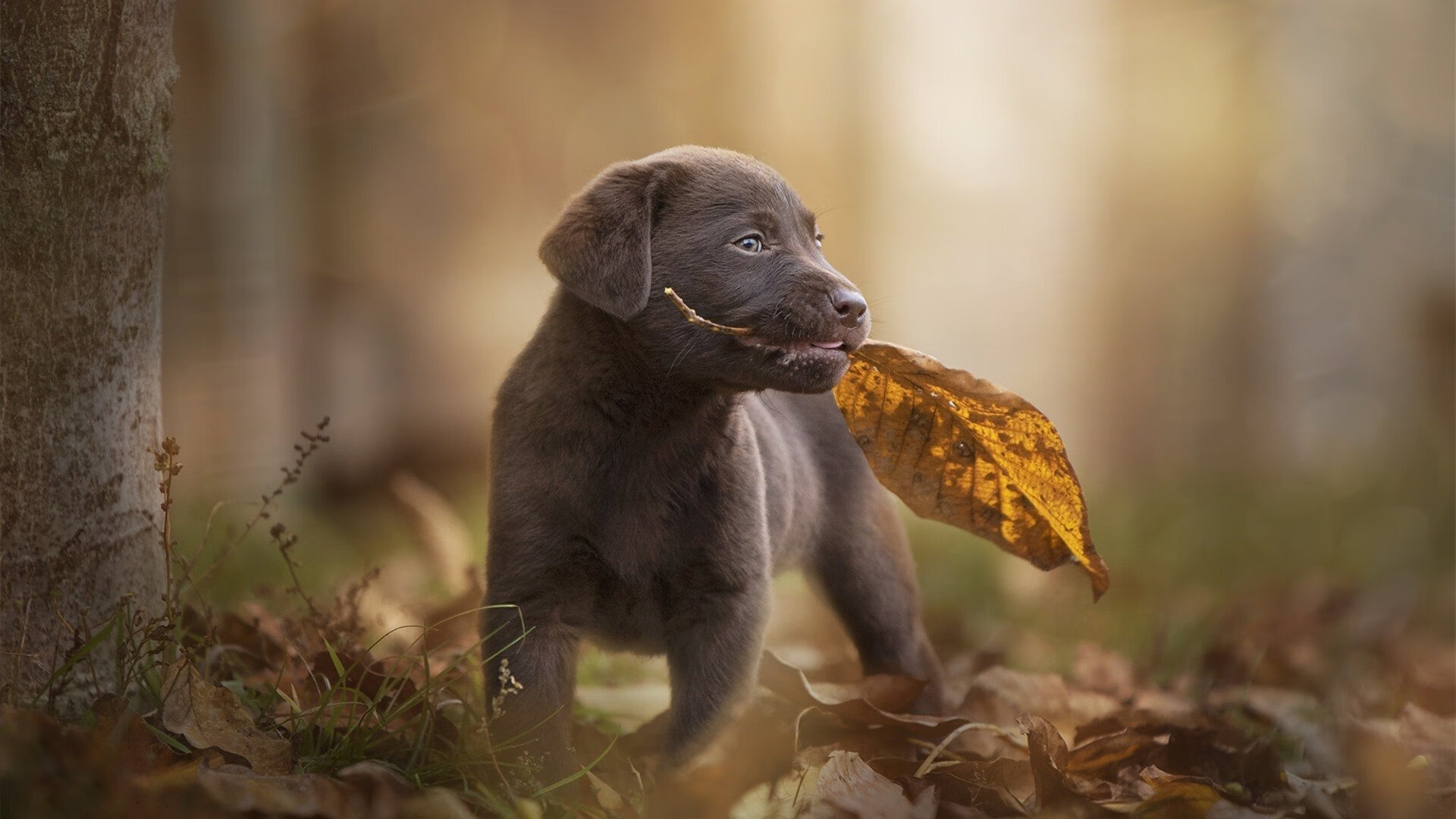 文班亚马的证明之战，当2米24的独角兽无惧争议，率领广厦击败鹈鹕点燃中美篮球圈