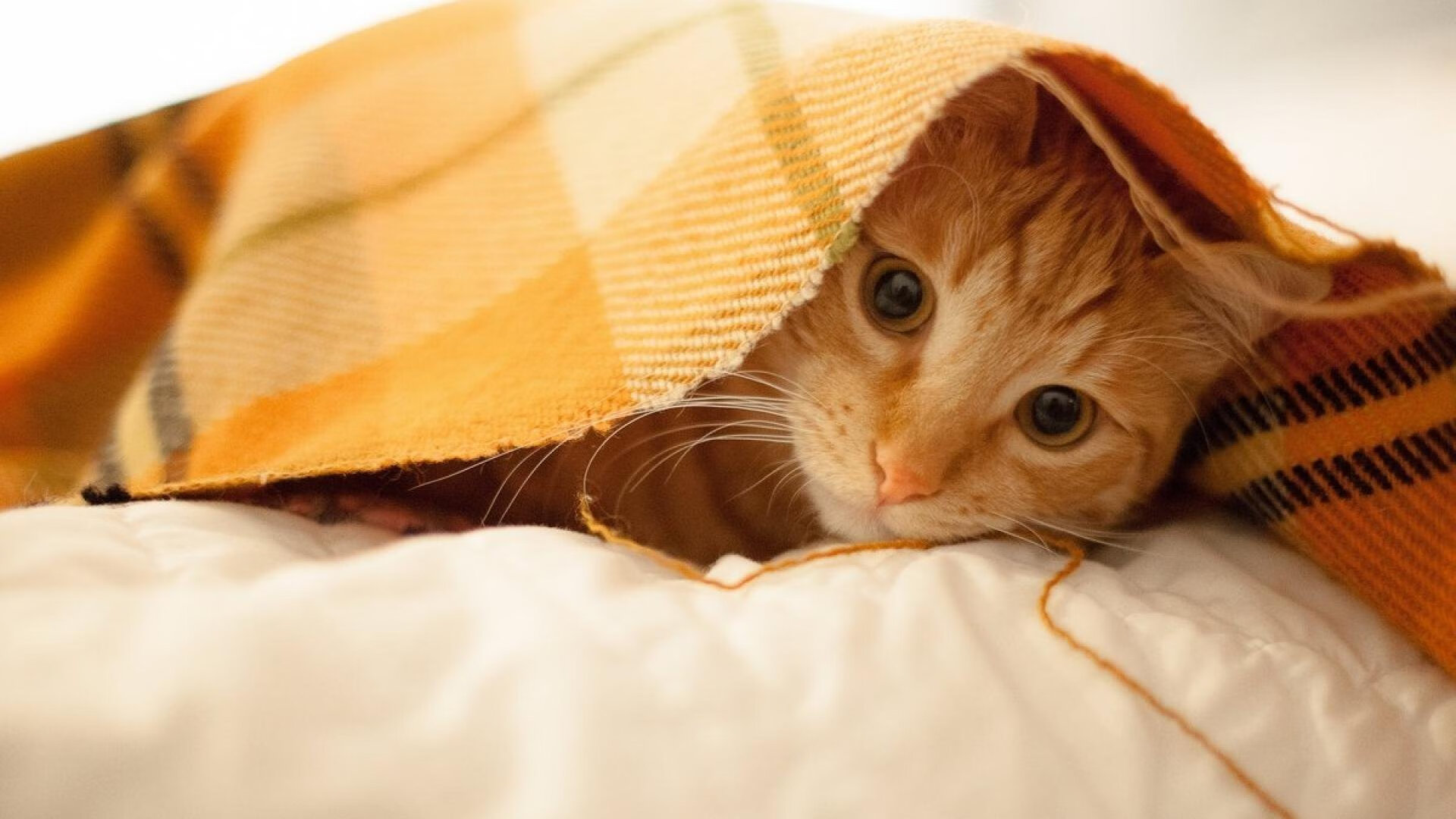 剑指巴黎,凯塞多绝杀比利亚雷亚尔,墨西哥奥运周期关键战救世主诞生