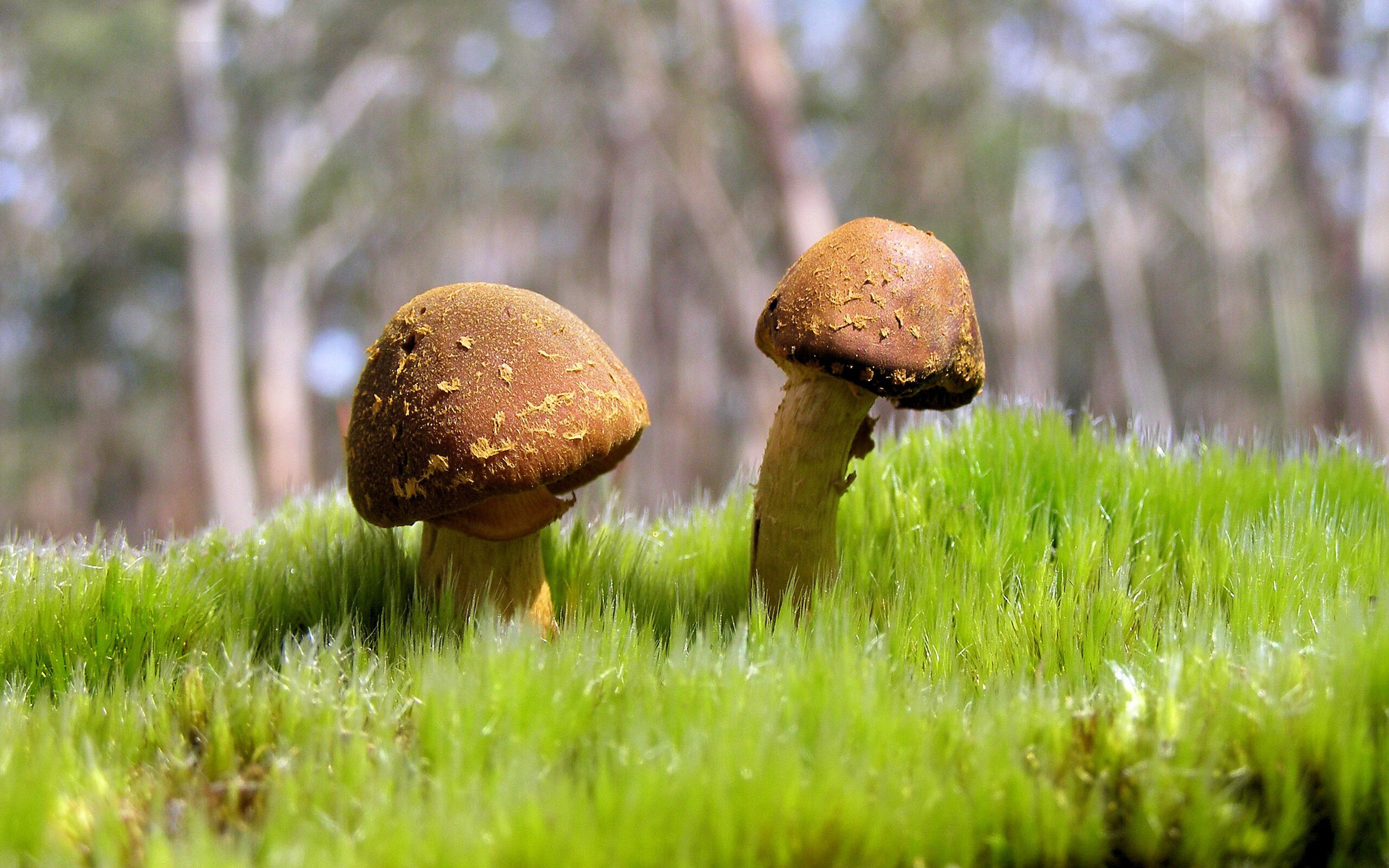 维京战吼与安魂曲,乌克兰奇迹之夜与加维的英雄交响曲