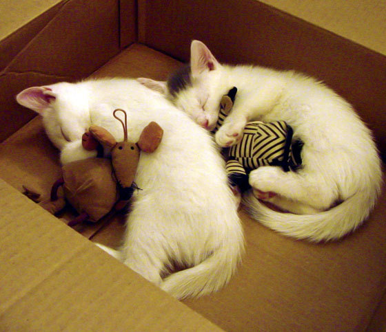 杰伦格林三分如雨，公牛客场大胜尼克斯，比赛悬念提前终结