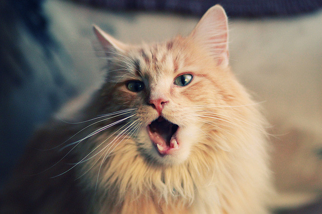 绿茵场上的双重奏，萨卡荣光与铁血蓝军，一场关于唯一的足球叙事