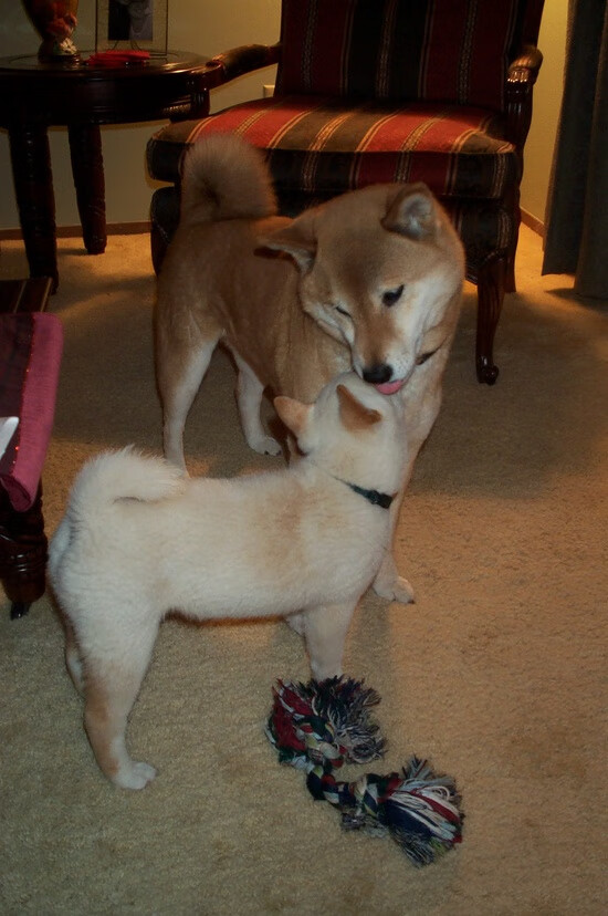 奥运周期关键战布克接管风暴，鹈鹕硬仗突围展冠军底色