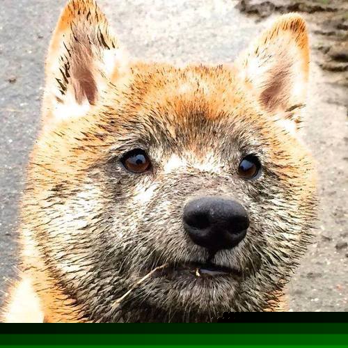 跨界对决，勒沃库森友谊赛激战洪都拉斯，阿坎吉关键战不手软