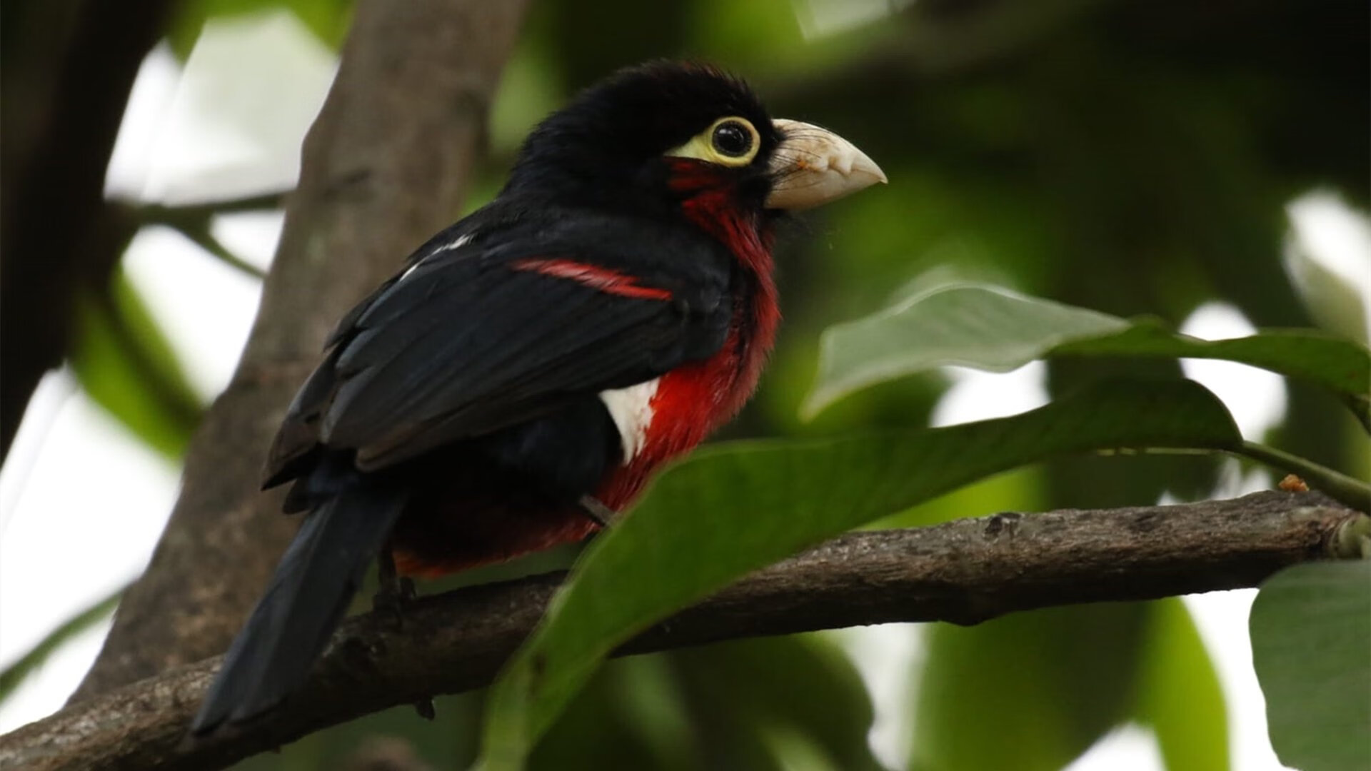 当帝国跨越时空，篮球场上的古罗马军团与来自撒哈拉的守门员