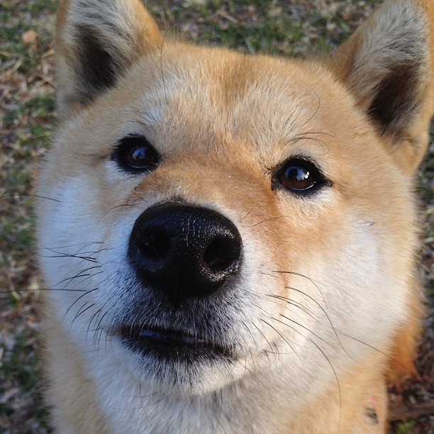 跨洋夜战，双塔奇谋！约基奇逆天封盖终结悬念，掘金抢七加时险胜上海队